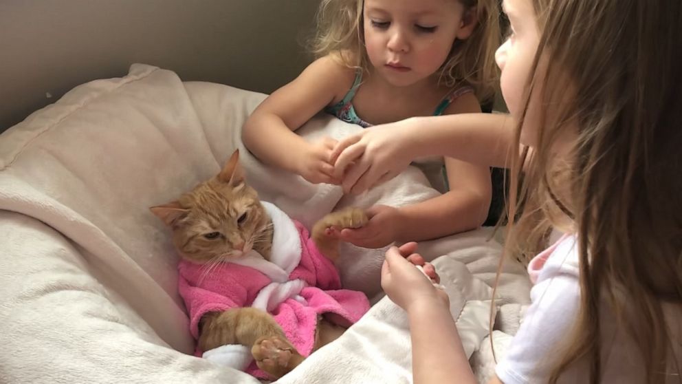 Слатко видео од мачка која ужива во својот спа-ден