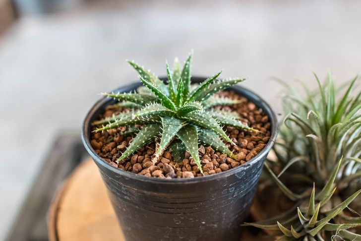 10 домашни растенија што може да доведат до труење на организмот