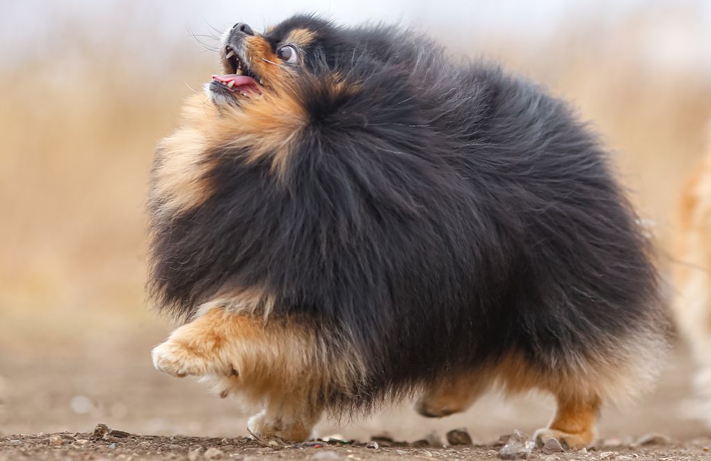 10 раси кучиња што изгледаат како меки топчиња дури и кога ќе пораснат
