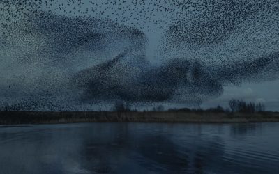 Магични фотографии од јато птици на небото во Данска