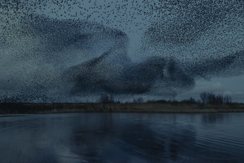 Магични фотографии од јато птици на небото во Данска