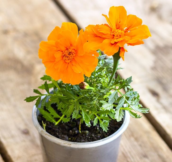 10 домашни растенија што може да доведат до труење на организмот