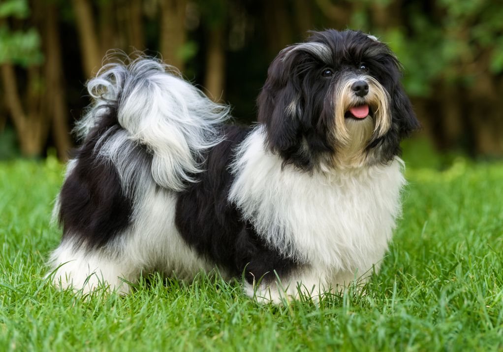10 раси кучиња што изгледаат како меки топчиња дури и кога ќе пораснат