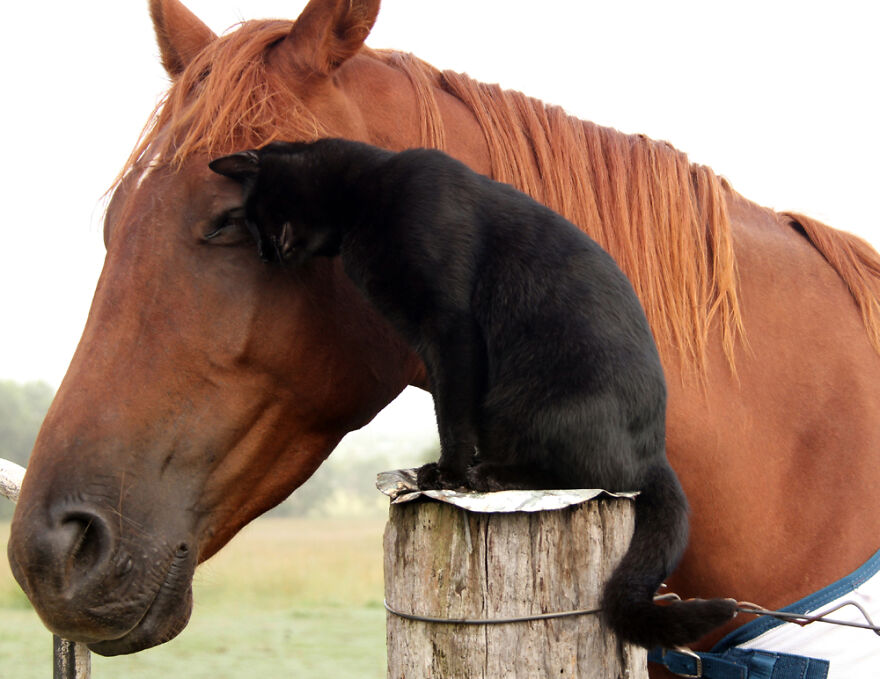 Пријателство без граници: Овие коњ и мачка се пријатели повеќе од 7 години