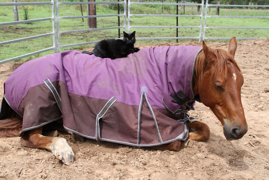 Пријателство без граници: Овие коњ и мачка се пријатели повеќе од 7 години