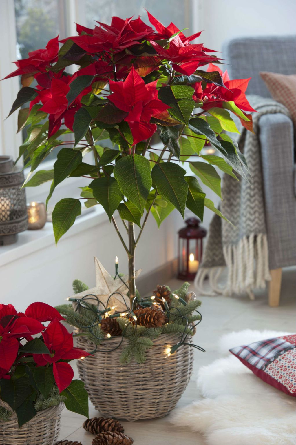 15 идеи со кои божиќната ѕвезда ќе стане уште поубав украс во домот