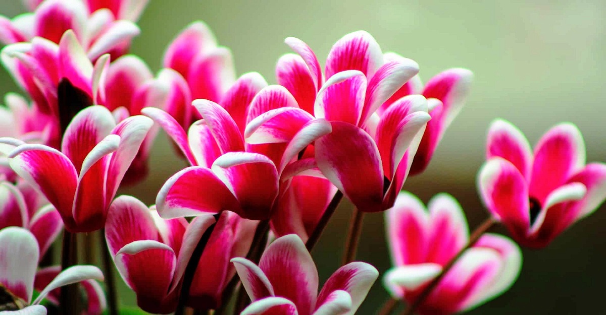 Цвет на искреноста: Како да се грижите за цикламата?