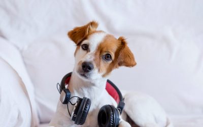 Објавена е божиќна песна за кучиња што предизвикува интересни реакции