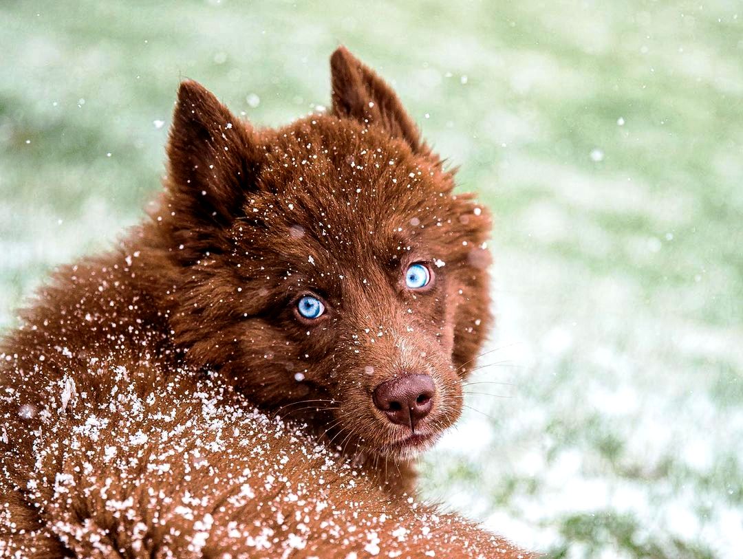 Оваа чоколадно кафеава сибирска хаска има голем број следбеници поради својот прекрасен изглед