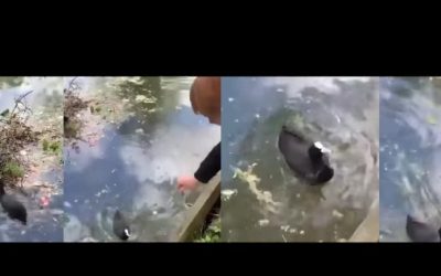 Видео: Мало момче им помага на патките да го изградат своето гнездо во езерцето