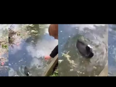 Видео: Мало момче им помага на патките да го изградат своето гнездо во езерцето