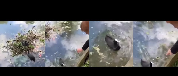 Видео: Мало момче им помага на патките да го изградат своето гнездо во езерцето