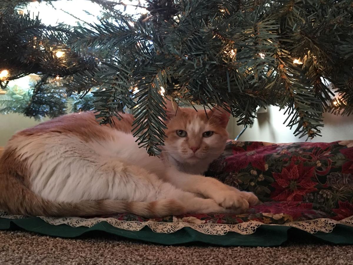 Зошто мачките ги сакаат новогодишните елки?