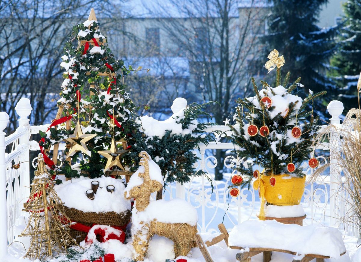 Елки што ќе го направат дворот да изгледа како од божиќен филм