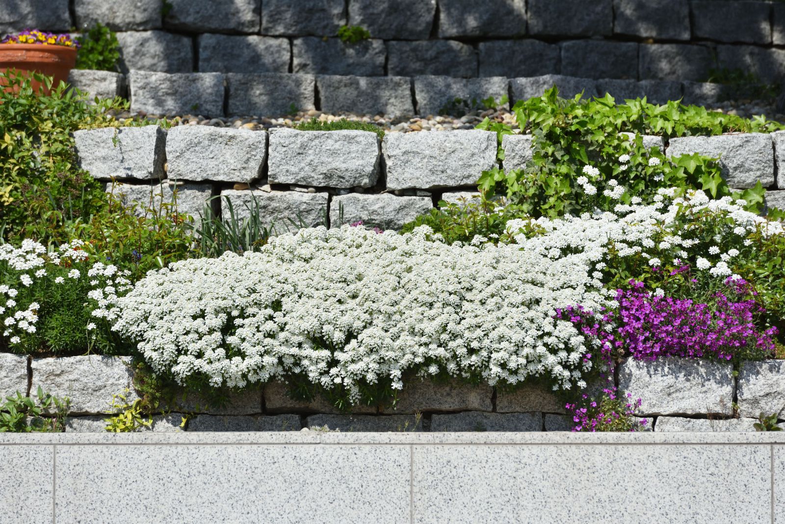 Иберис - отпорен цвет на кој не му пречи ниту температура од -15 Целзиусови степени