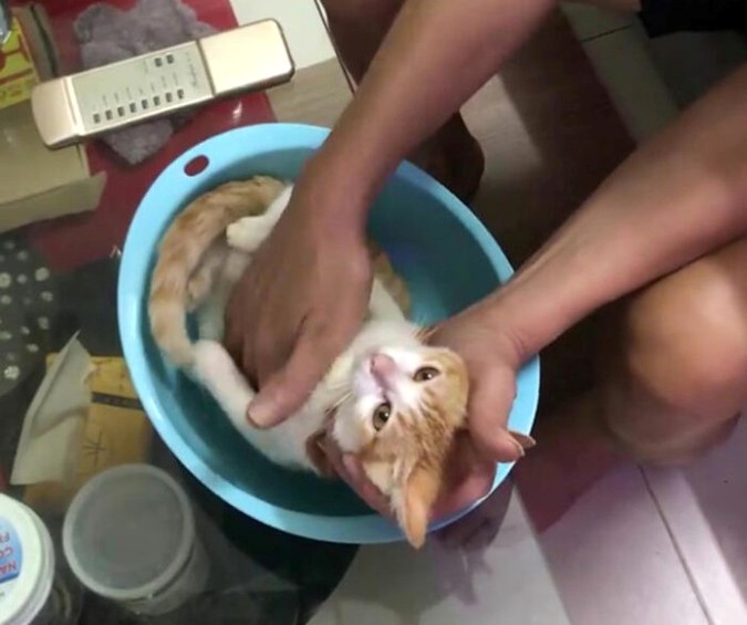 Иден дедо ја користи својата мачка за да го научи својот син како се капе бебе