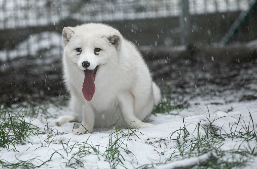 Погледнете како една поларна лисица спасена од фарма за крзно ужива во снегот за прв пат