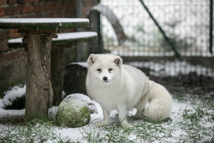 Погледнете како една поларна лисица спасена од фарма за крзно ужива во снегот за прв пат