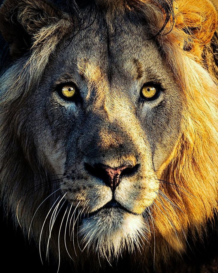 Фотограф ја овековечува убавината на белиот лав од секој агол