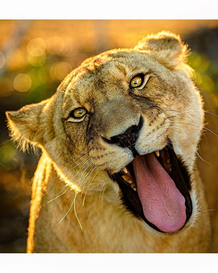 Фотограф ја овековечува убавината на белиот лав од секој агол