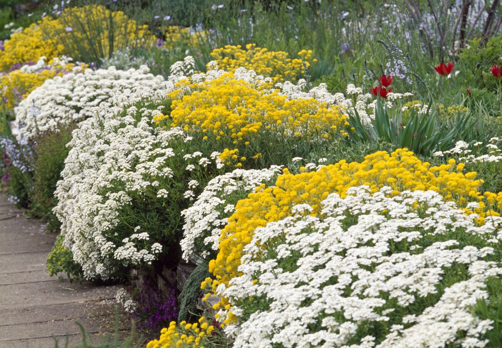 Иберис - отпорен цвет на кој не му пречи ниту температура од -15 Целзиусови степени