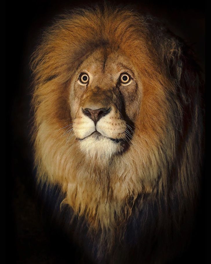 Фотограф ја овековечува убавината на белиот лав од секој агол