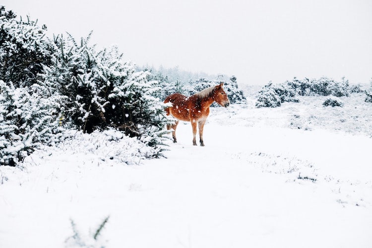 Прекрасни зимски сцени кои ќе ве внесат во празничниот дух