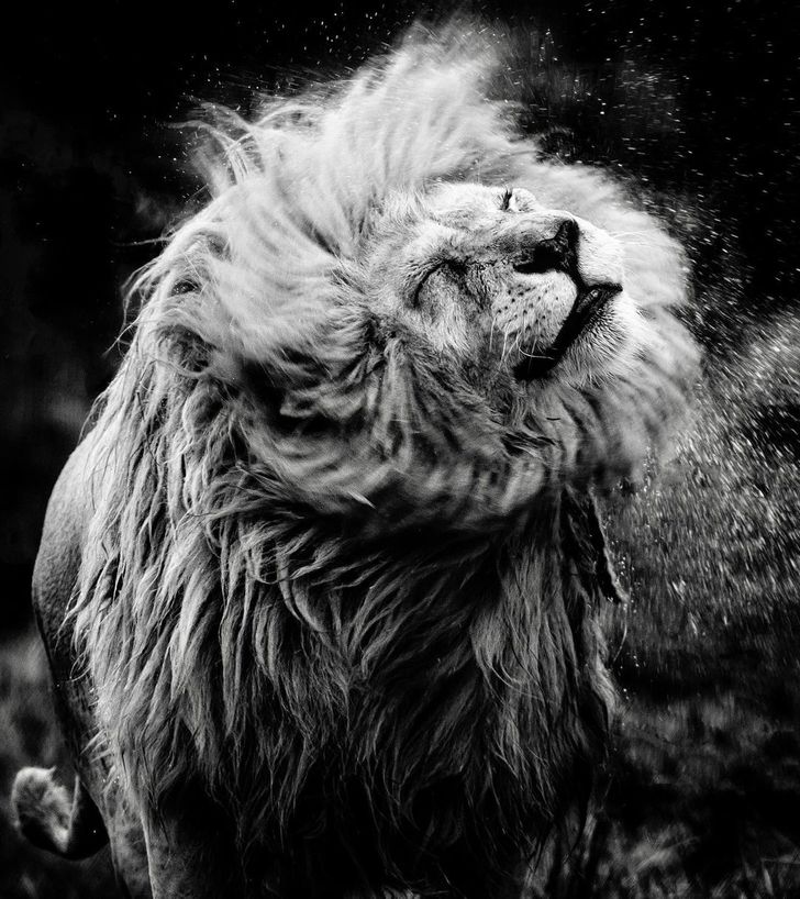 Фотограф ја овековечува убавината на белиот лав од секој агол
