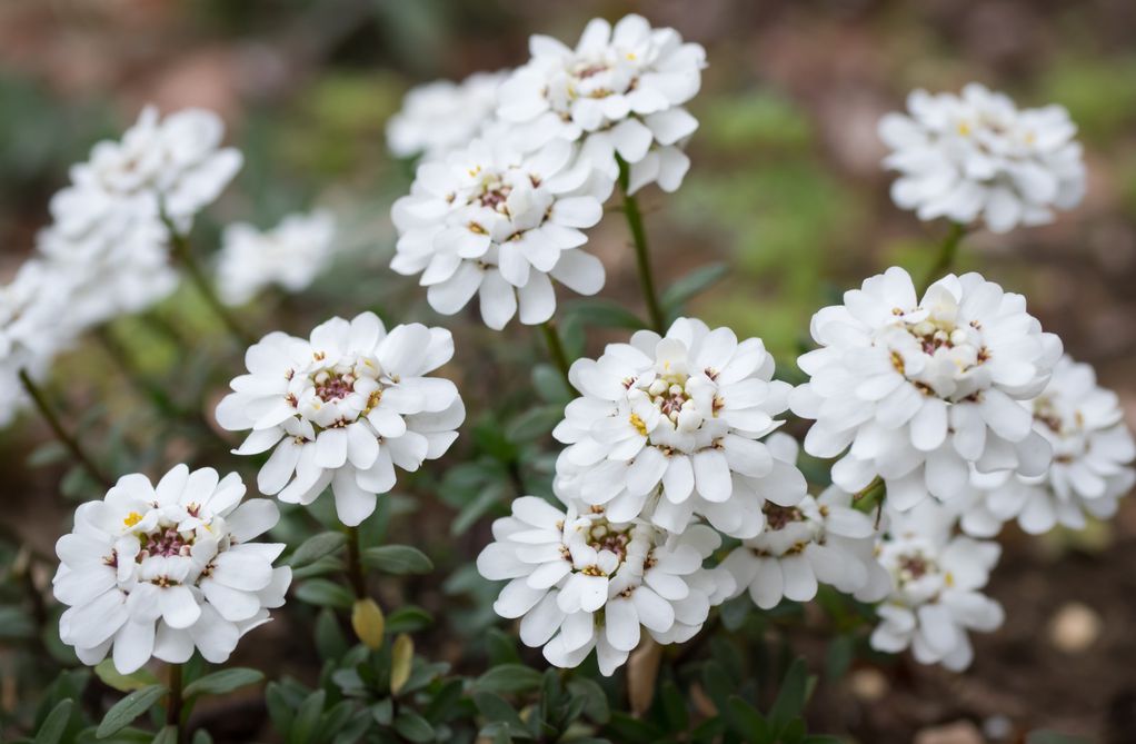 Иберис - отпорен цвет на кој не му пречи ниту температура од -15 Целзиусови степени