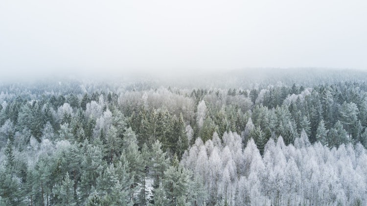 Прекрасни зимски сцени кои ќе ве внесат во празничниот дух