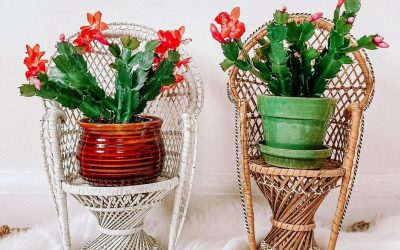 Елката не е единствениот украс: Растенија што може да ги користите за празнично украсување на домот