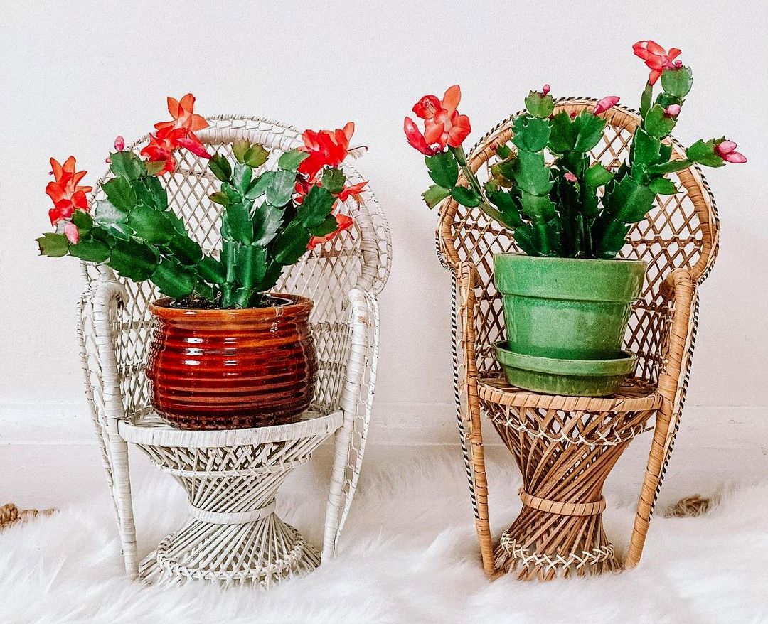 Елката не е единствениот украс: Растенија што може да ги користите за празнично украсување на домот