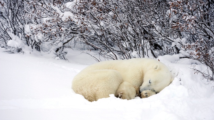 Како различни животни преживуваат од почетокот, па до последниот ден на зимата?