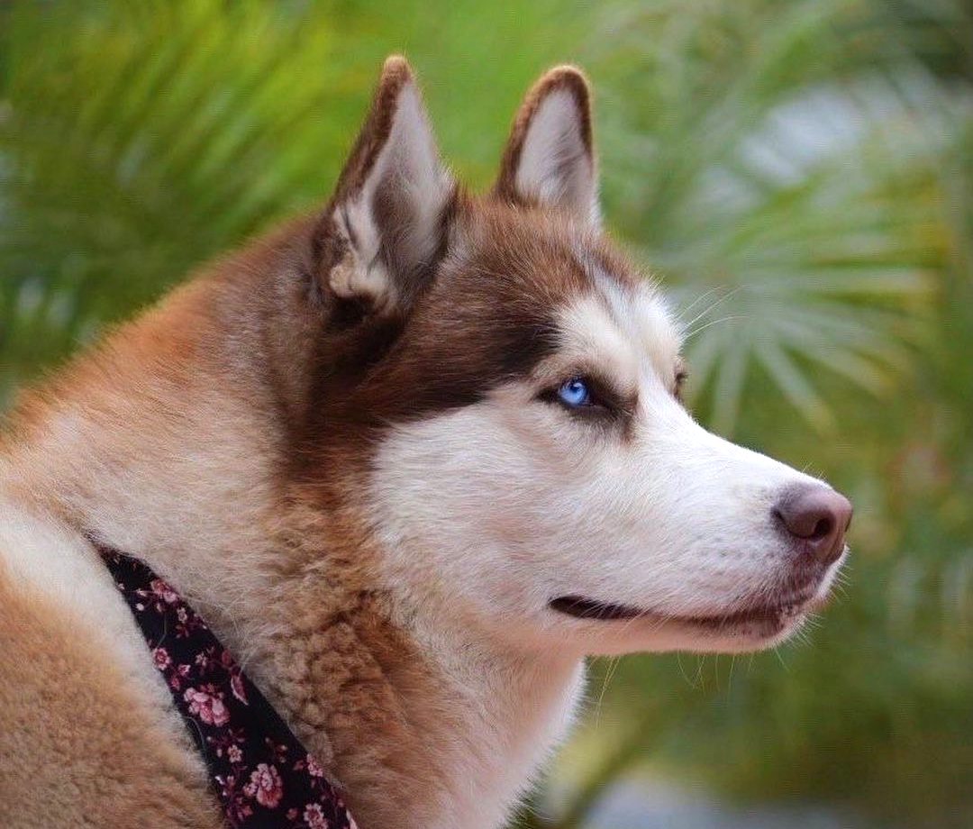 Не можете да им одолеете: Ова се најубавите кучиња на светот