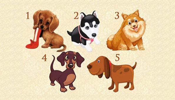 Тест: Замислете една желба, изберете куче и дознајте дали ќе ви се оствари желбата
