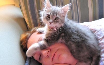 Зошто мачките сакаат да спијат на главата на својот сопственик?