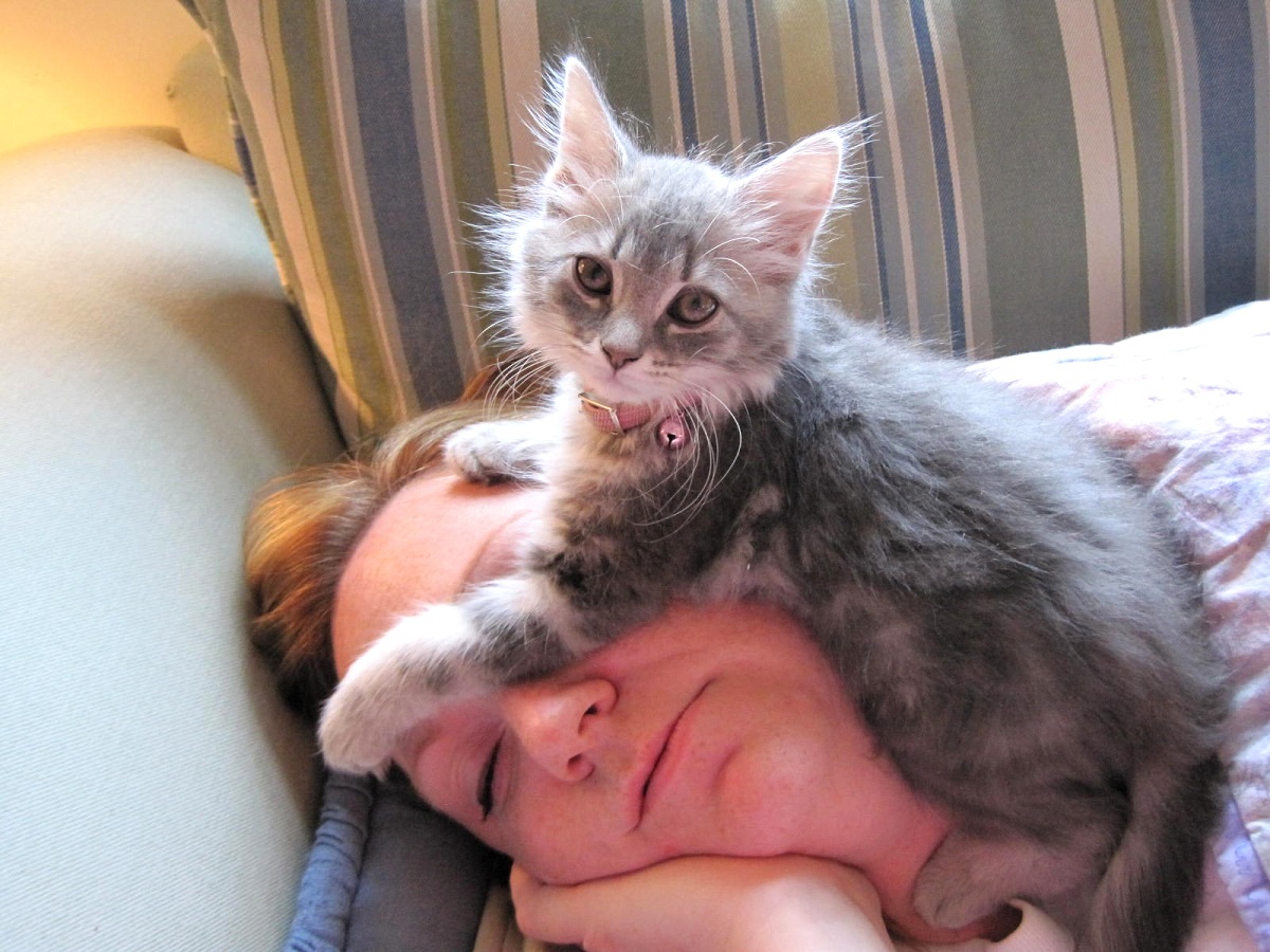 Зошто мачките сакаат да спијат на главата на својот сопственик?