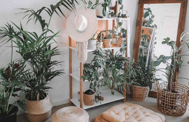 5-те најпопуларни растенија на Инстаграм овие денови