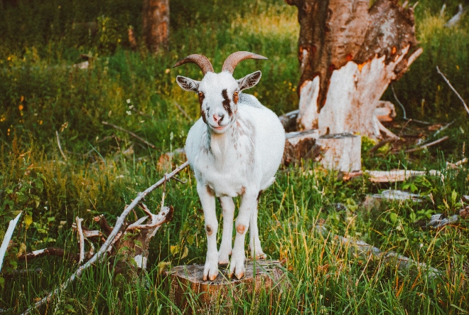 Козјо или кравјо: Какво млеко пиете?