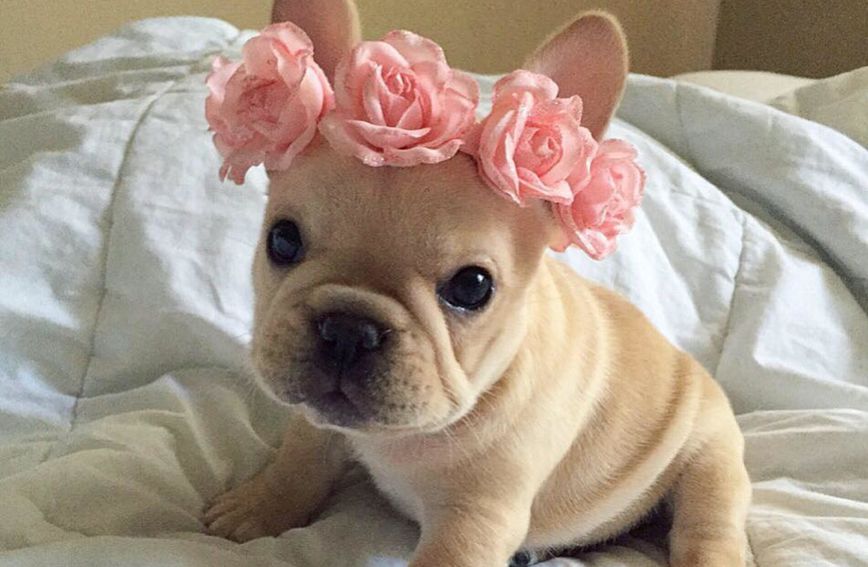 Мими Роуз: Кучето кое стана ѕвезда на Инстаграм