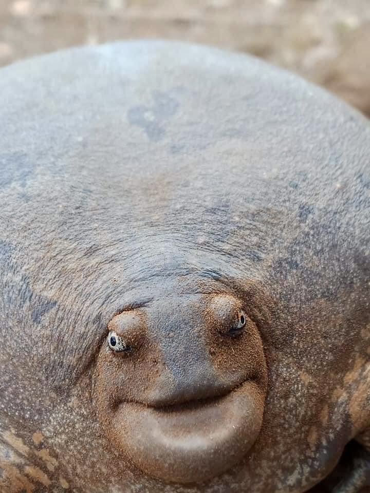 Оваа неверојатна жаба е толку голема што луѓето не веруваат дека е вистинска