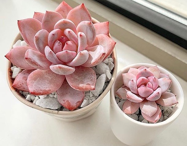 Прекрасен розов сукулент кој е познат и како планинска роза