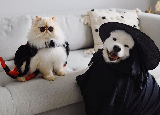 Ромео и Каспер: Весело куче и мрзлива мачка кои се најдобри пријатели