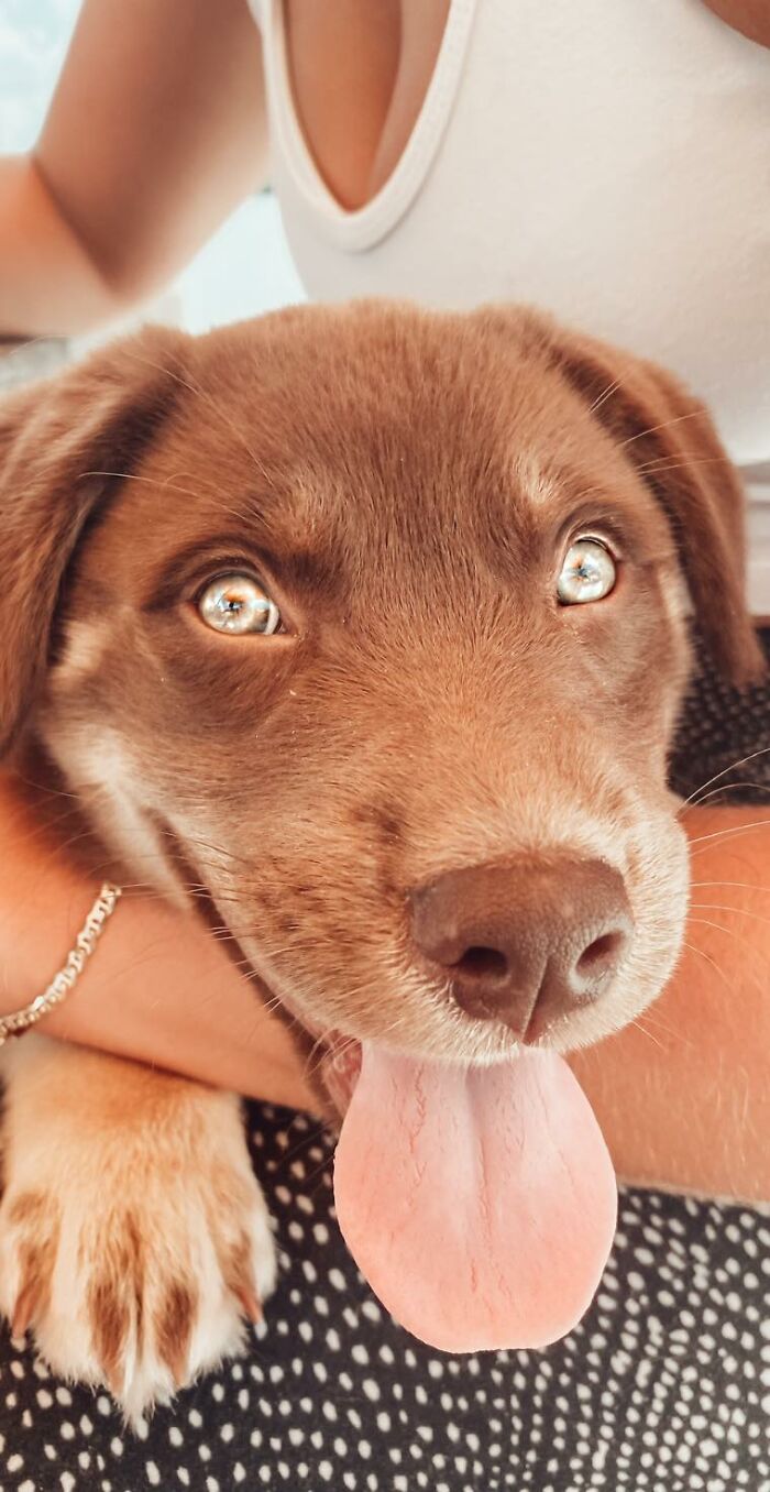 Ова се најдобрите фотографии од кучиња пријавени на предизвикот за најубави очи