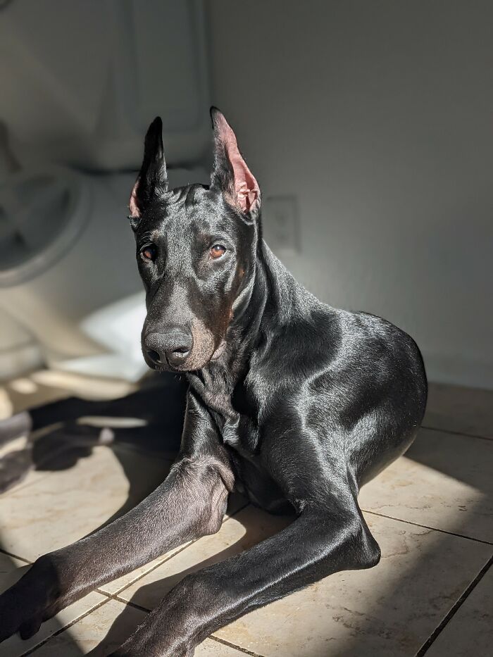 Ова се најдобрите фотографии од кучиња пријавени на предизвикот за најубави очи