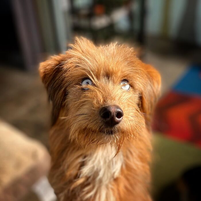 Ова се најдобрите фотографии од кучиња пријавени на предизвикот за најубави очи