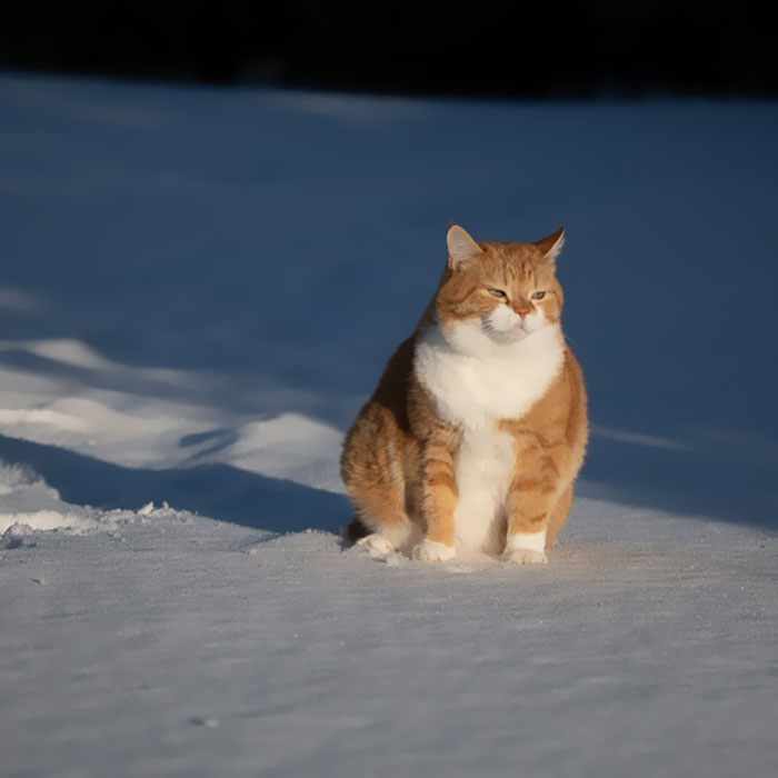 Запознајте го Џинџер: Слаткиот мачор кој ужива во снегот!