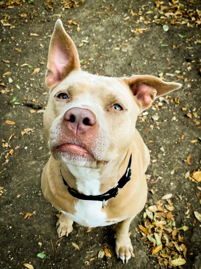 Ова се најдобрите фотографии од кучиња пријавени на предизвикот за најубави очи