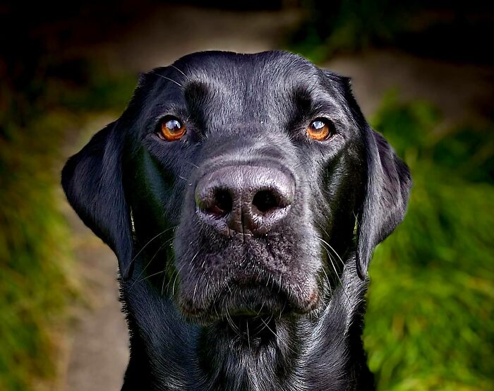 Ова се најдобрите фотографии од кучиња пријавени на предизвикот за најубави очи