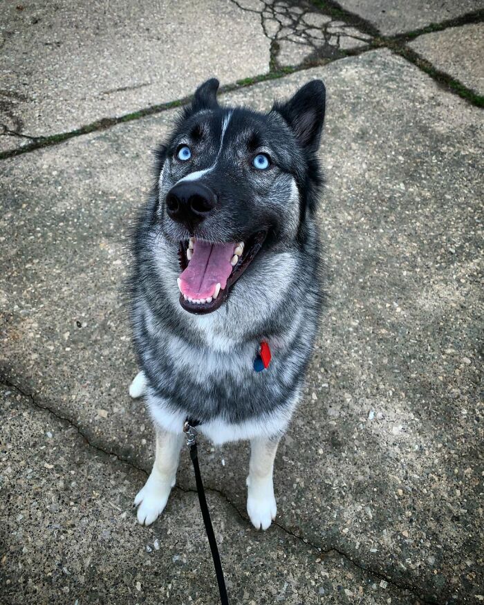 Ова се најдобрите фотографии од кучиња пријавени на предизвикот за најубави очи